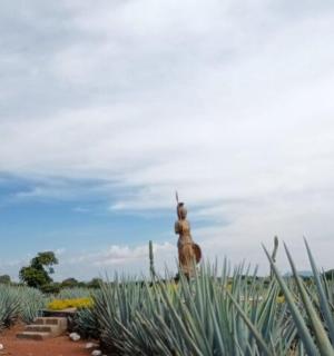 一片植物丛中的雕像