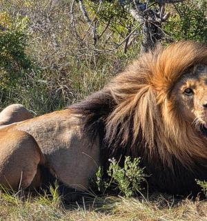 a lion laying in the grass with its mouth open