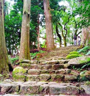 a set of stone stairs in a forest with trees