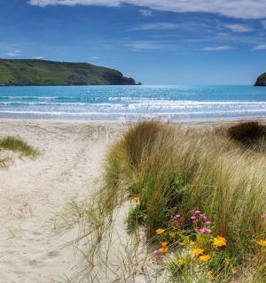 沙滩上鲜花盛开,还有大海。