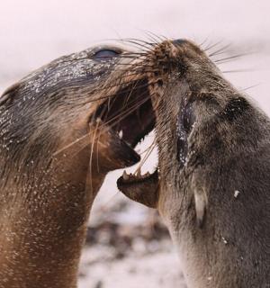un phoque la gueule ouverte sur la plage