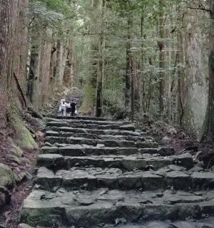 a group of dogs walking down a stone path in a forest