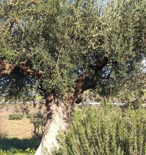 a large olive tree in a field with bushes