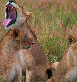 a group of three lions sitting in a field