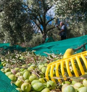 a man is standing in a field of apples