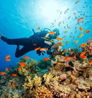 a person swimming over a coral reef with fish