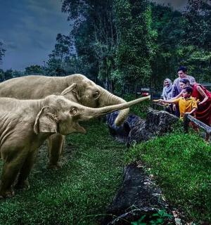 两头大象站在一群人旁边