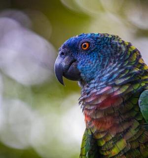 a colorful parrot standing in front of a tree