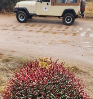 一辆吉普车沿着仙人掌旁的土路行驶