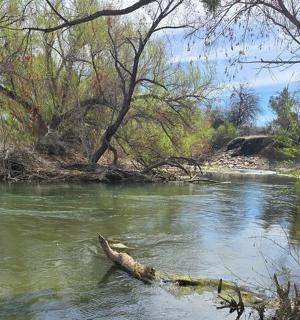 一条有树枝的河流