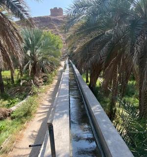 a road with palm trees and a mountain in the background
