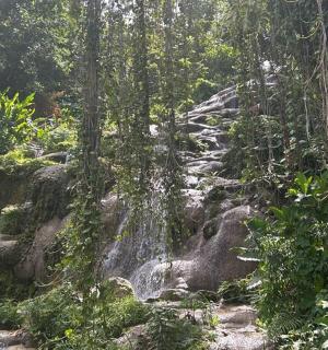 森林中的岩石小路