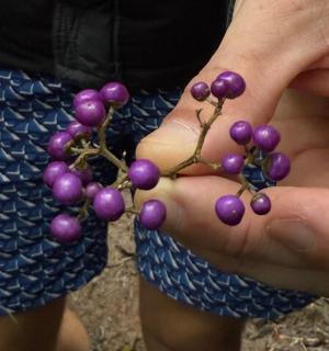 a person holding a bunch of purple grapes