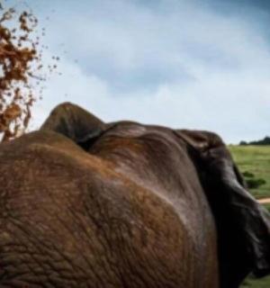 a close up of the back of an elephant