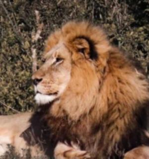 a lion standing in front of a bush