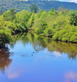 two people are swimming in a river with trees