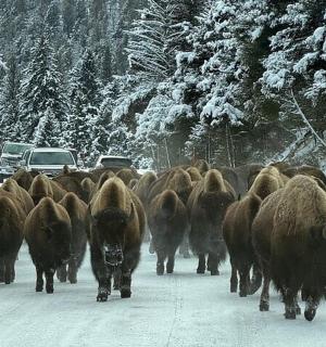 stádo zvířat jdoucích po zasněžené cestě