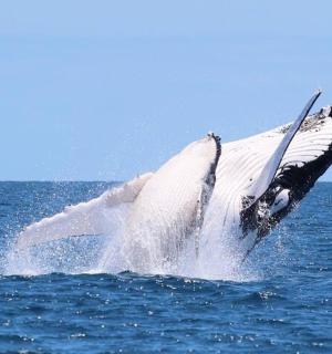 a dolphin is jumping out of the water
