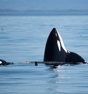 一对虎鲸在水中游泳