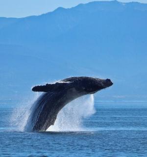 一头座头鲸跃出水面