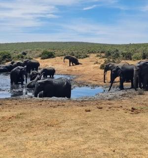 a herd of elephants standing in the water