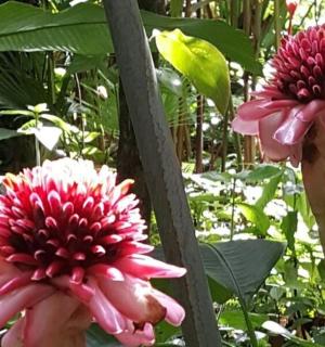 two pink flowers are next to a pole