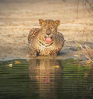 a jaguar with its tongue out sitting next to water