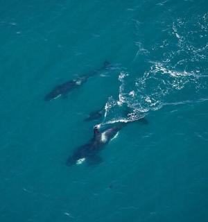 一群海豚在水中游泳