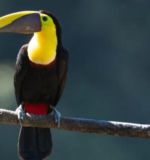 一只长着黄色大喙的鸟,栖息在树枝上