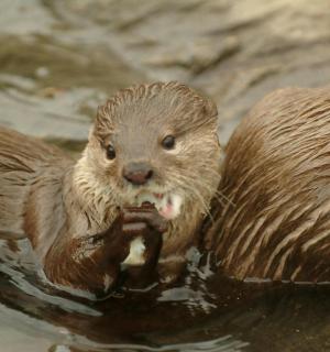 zwei braune Otter essen Nahrung im Wasser