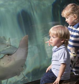 two young boys standing next to a aquarium with a fish