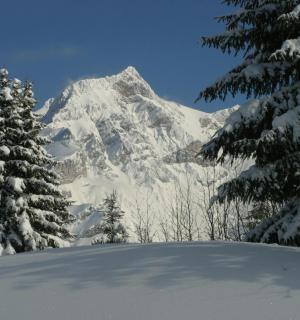 gunung yang tertutup salju dengan pepohonan di latar depan