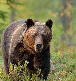 un urs brun mare mergând printr-un câmp