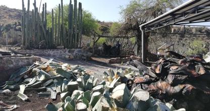 Un montón de rocas y cactus en un zoológico.