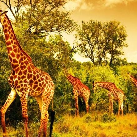 a herd of giraffes standing in a field