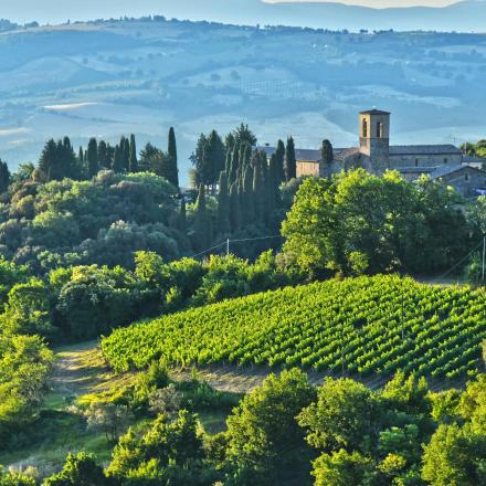 a vineyard on a hill with a castle and trees