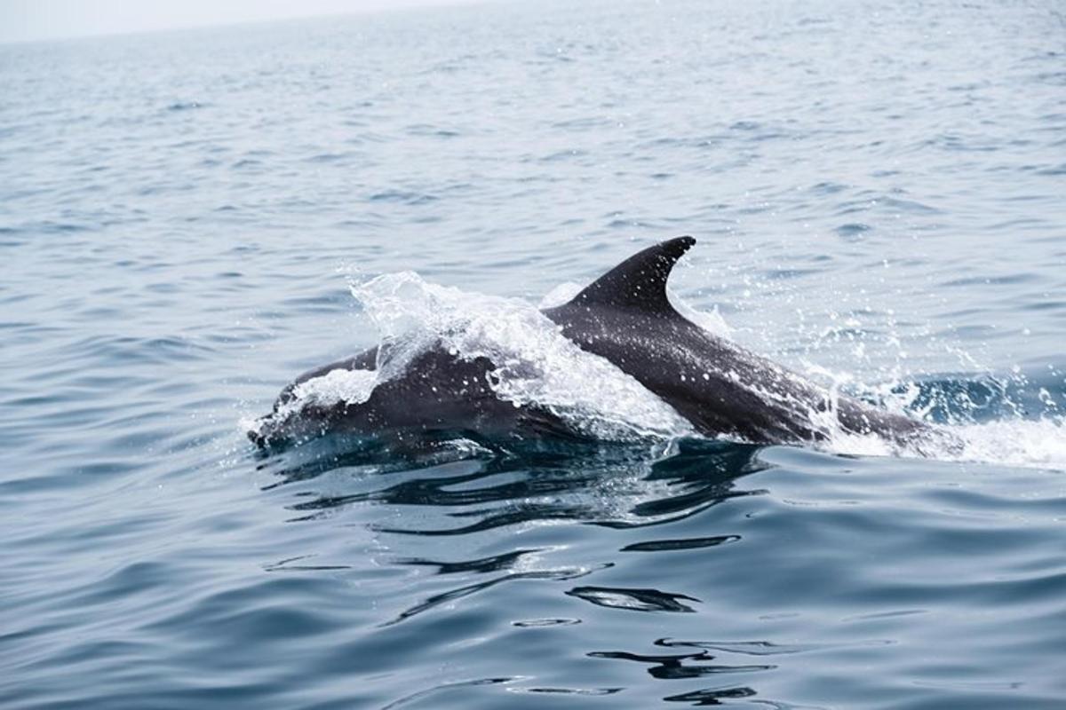 a dolphin is splashing in the water