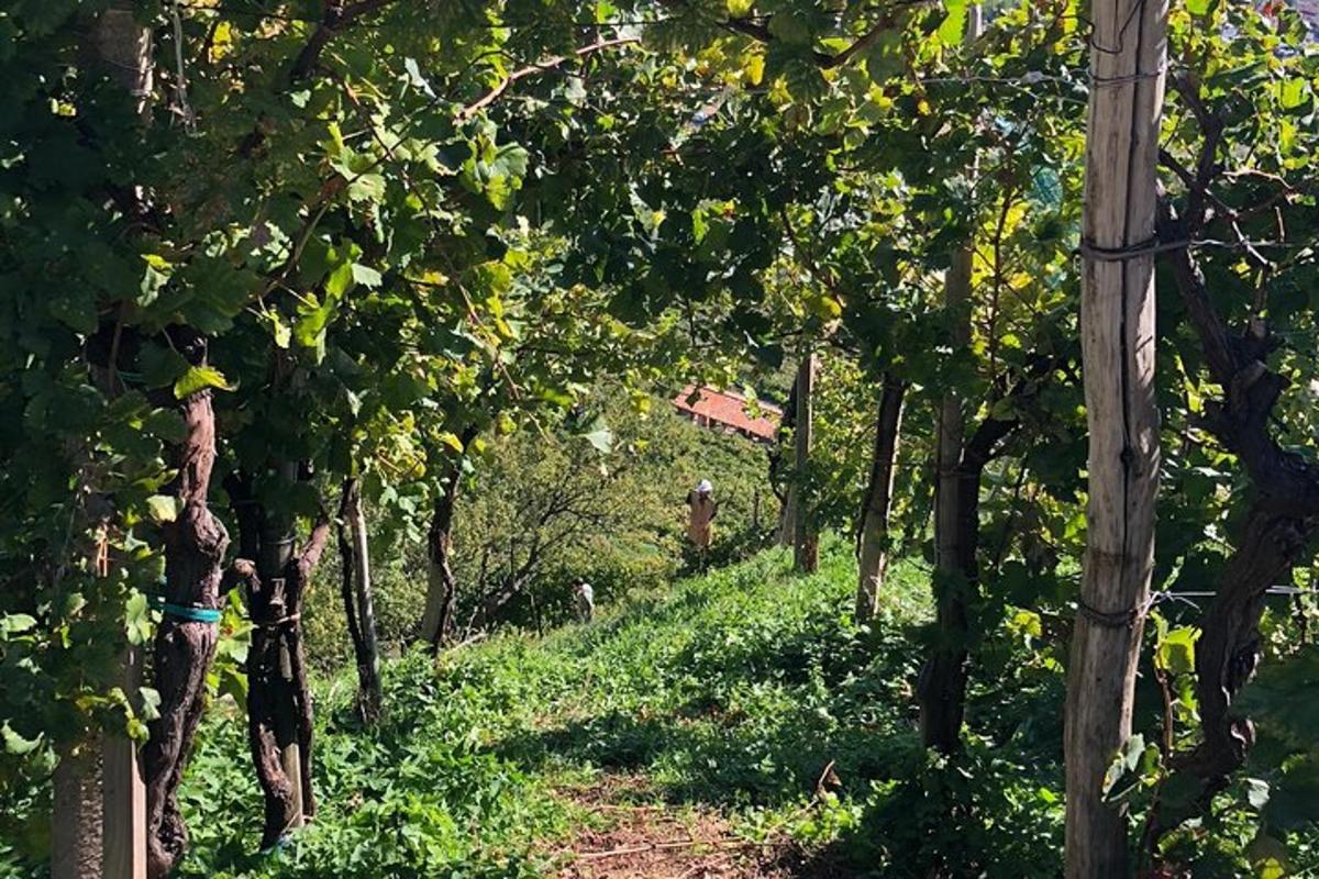 sederet pohon di atas bukit di sebuah ladang