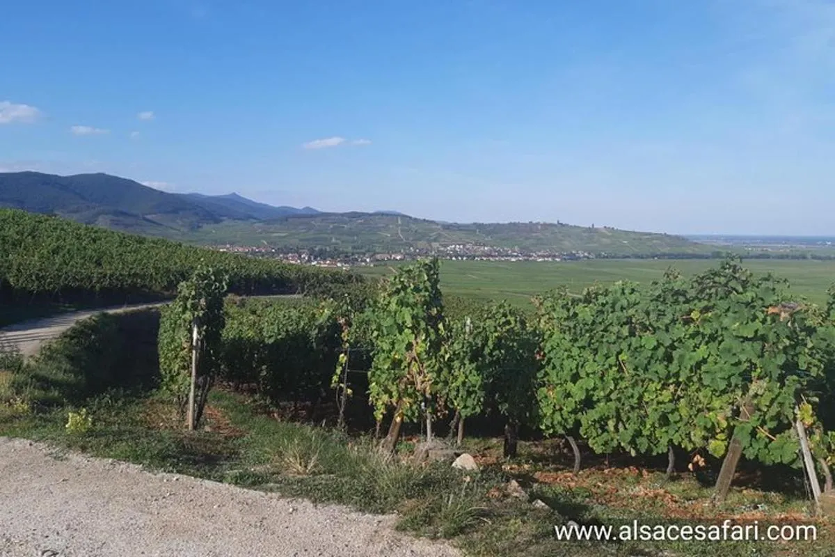 Tour ICONICS : 1/2 Journée sur la Route des vins, visite de 2 Villages+Dégust. – photo 1