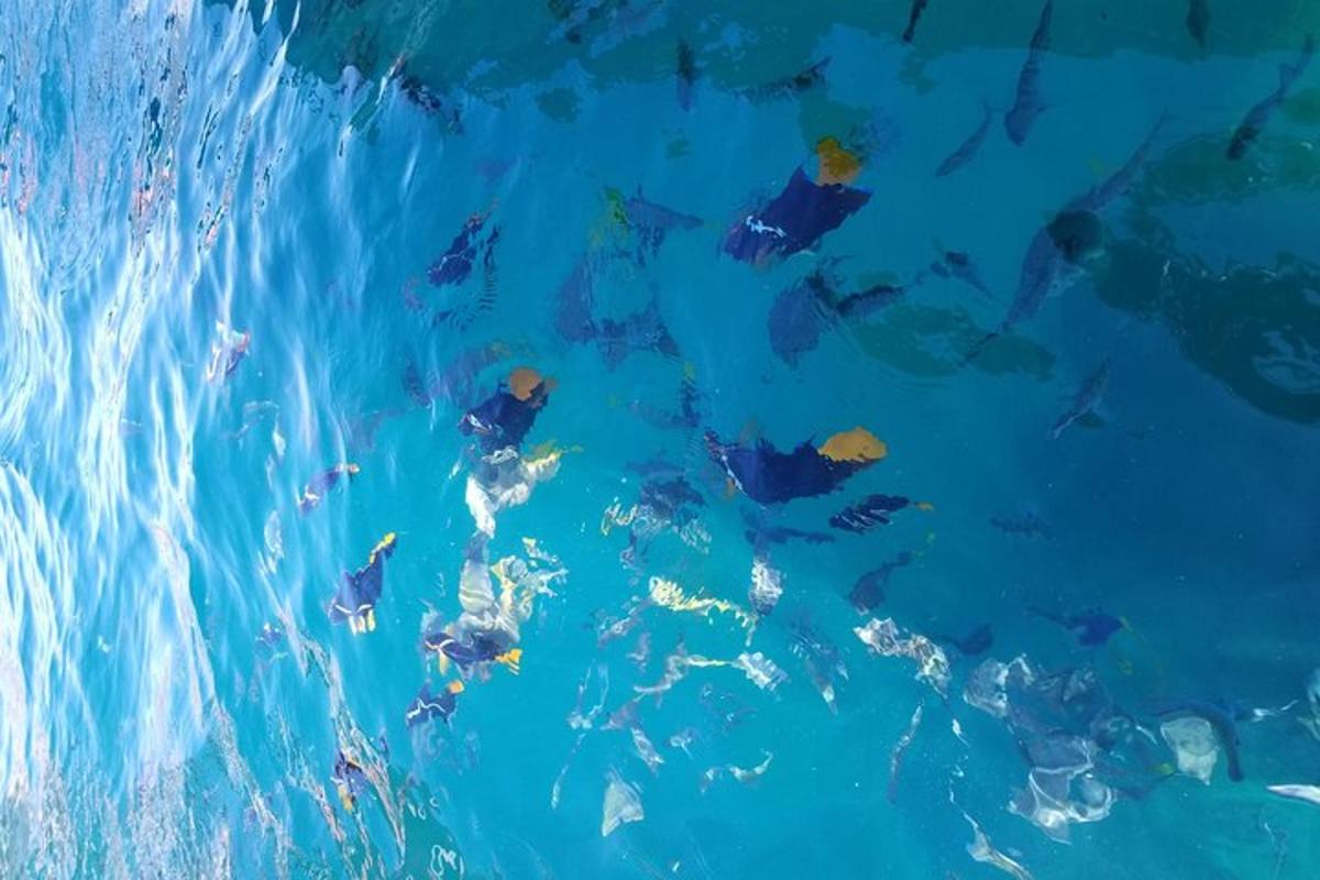 a group of people swimming in the water