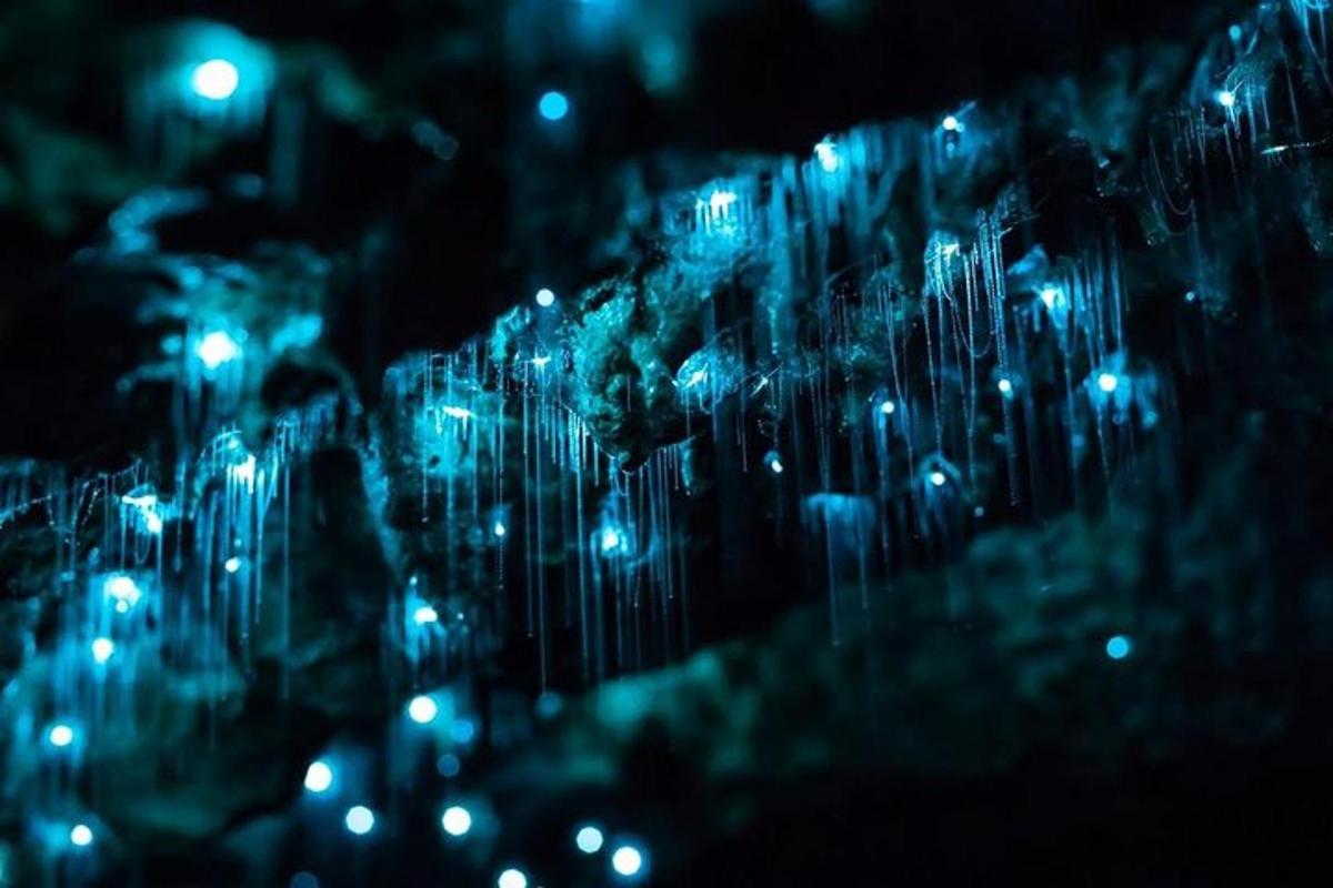 un primo piano di un gruppo di luci blu