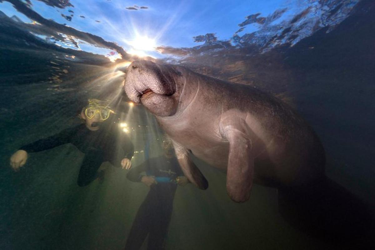 a person taking a picture of a seal swimming in the water