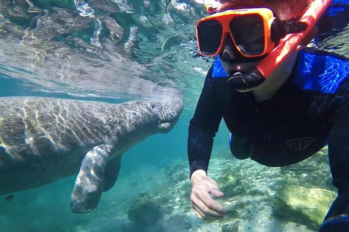 a man in a snorkelling mask looking at a sea turtle
