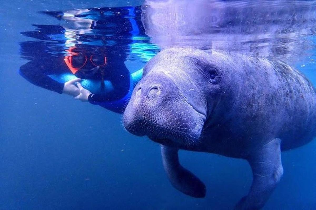 a person swimming in the water with an elephant in the water