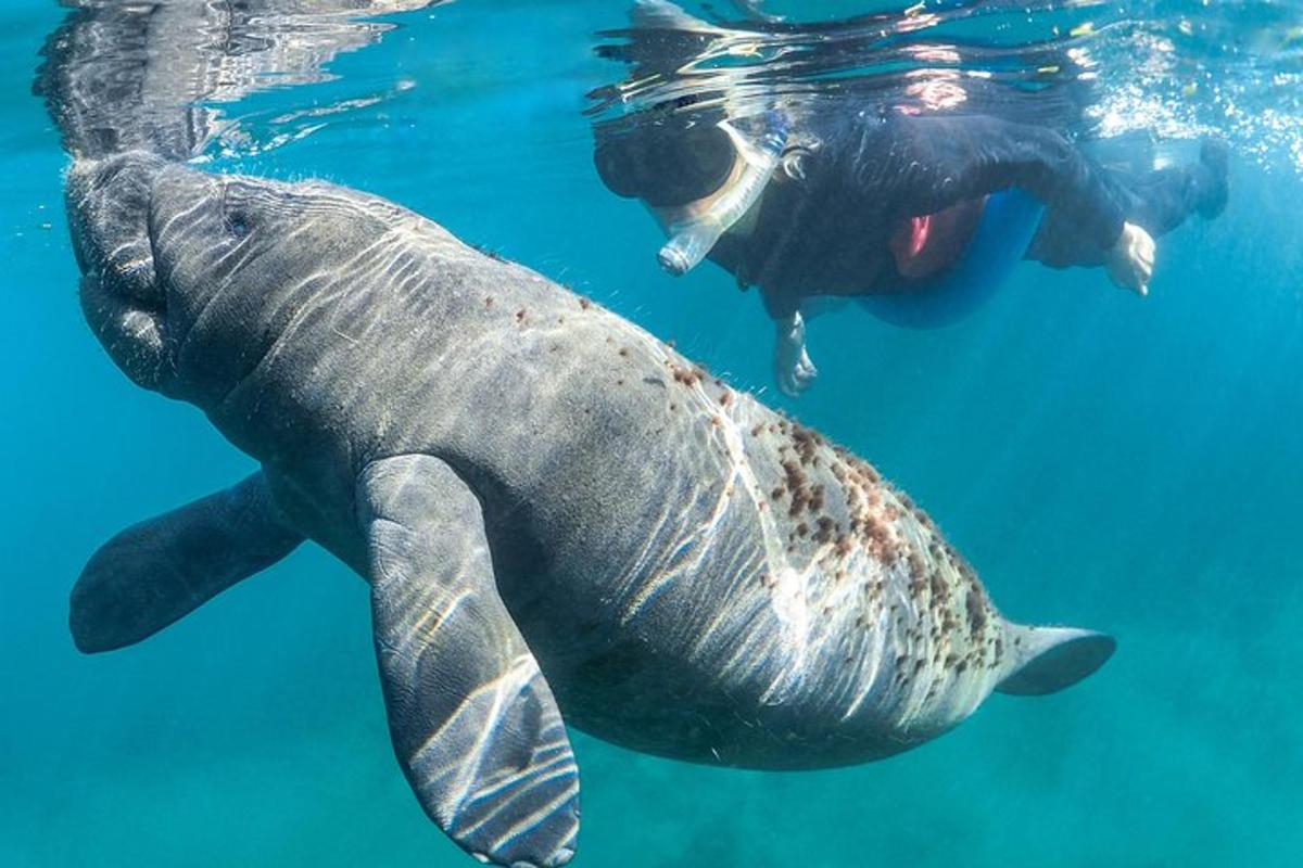 a person swimming in the water next to a turtle