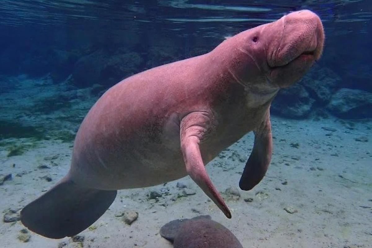 a pink dolphin swimming in the water