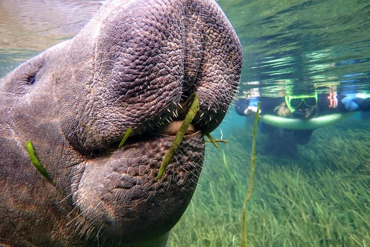 a close up of an elephants nose with grass in the water