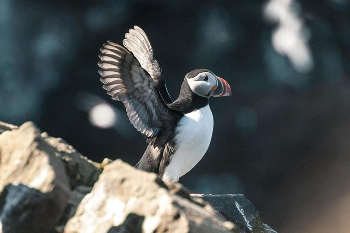 un oiseau déployant ses ailes au sommet d'un rocher