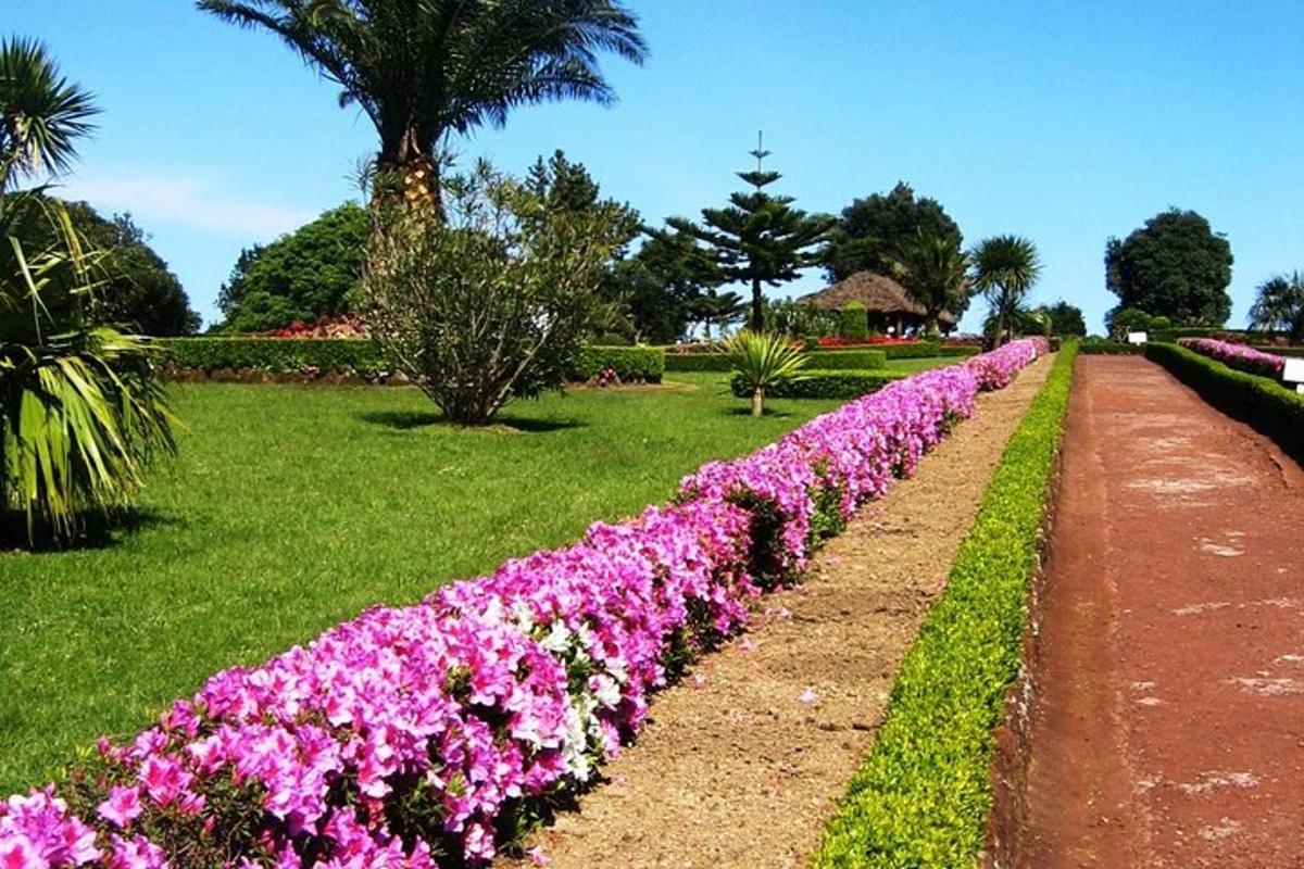 una hilera de flores rosas en un parque