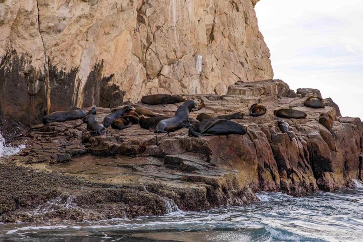 isang grupo ng mga seal na nakalagay sa mga bato malapit sa tubig